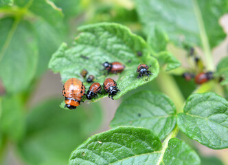 On potatoes - Colorado potato beetle larvae