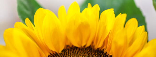 Closeup of nature Sunflower flower on blurred greenery background under sunlight using as background natural plants landscape, ecology cover page concept.