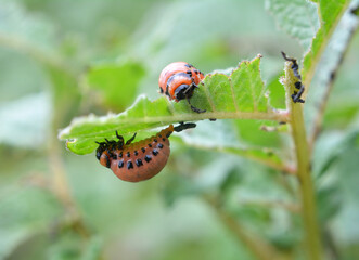 On potatoes - Colorado potato beetle larvae