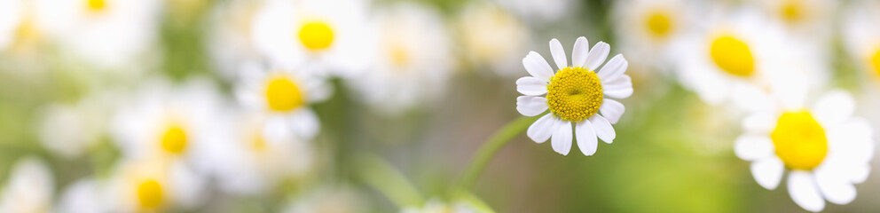 Fototapeta premium Closeup of nature Chamomile flower on blurred greenery background under sunlight with bokeh and copy space using as background natural plants landscape, ecology cover page concept.