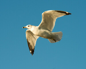 Gull Bird Stock Photo.   Gull bird flying with a bleu sky.  Gull bird profile close-up.