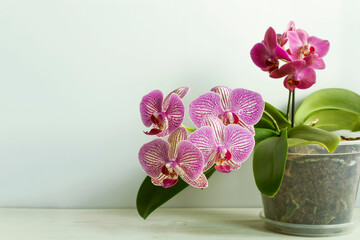 Beautiful orchid Palermo on white-grey background. Phalaenopsis hybrid with baby orchid. Close up