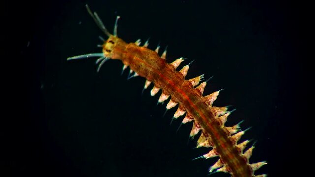 Marine polychaete worm Nereis. Black Sea