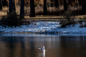Herring Gull fishing in the lake