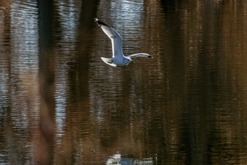 Herring Gull over water
