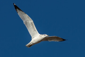 Herring Gull in flight in front of clear blue sky