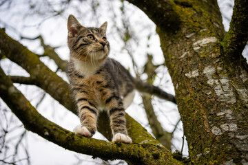 Fototapeta premium cat on a tree