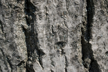 Tree bark texture close up. Nature background