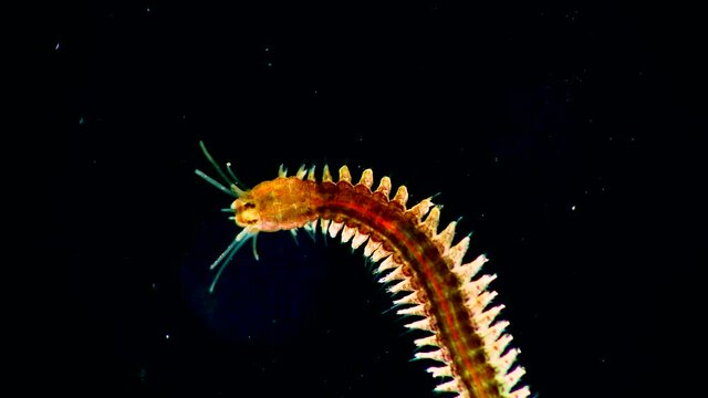 Marine polychaete worm Nereis. Black Sea