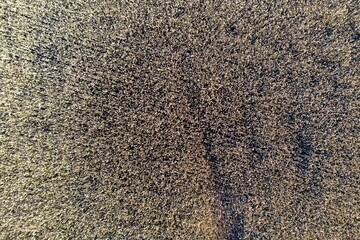 Getreidefeld (Aufnahme mit Drohne)