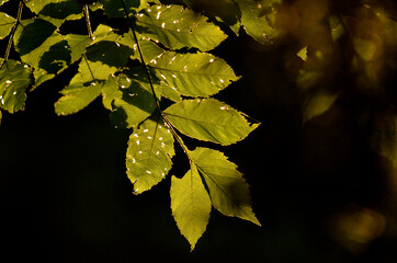Blätter im Abendlicht