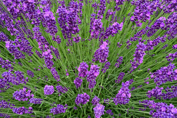 beautiful blooming purple lavender flowers, the concept of summer mood, pollen allergy, aromatherapy, the background for the designer