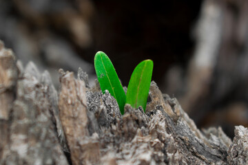Green leaves make their way through a wooden bark. Small green leaves are growing through the tree bark