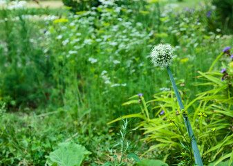 mountains natural healing herbs and flowers