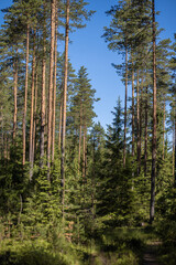 Pine forest. The vertical format.
