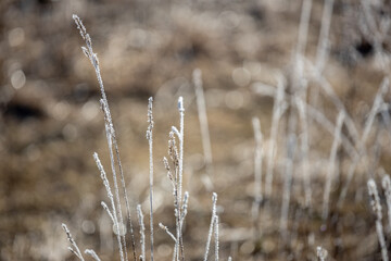 Fototapeta premium Dried grass blades are covered with frost. Background for autumn design.