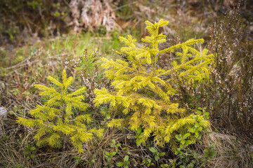 Two young spruce trees that grow on the site of logging.