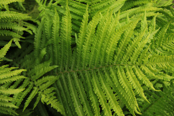 fresh wild green fern bush