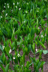 Field with snowdrops. White snowdrops. Snowdrop flowers grow in the forest. Flowers after rain. Vertical photo