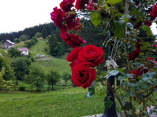 Fototapete bei efototapeten.de bestellen   