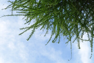 Branches of a tree with green leaves and sky background.