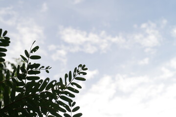 Branches of a tree with green leaves and sky background.