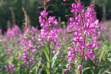 Obraz premium Fireweed, Ivan-tea in the field against the background of the forest. Purple flowers. Sunny summer day. 