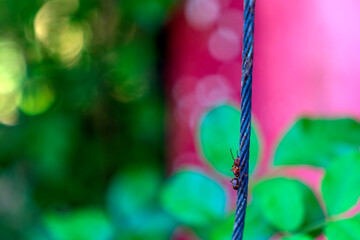 red ant on a steel wire