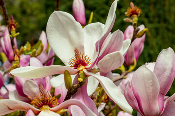 Obraz na płótnie Canvas Magnolia blossom