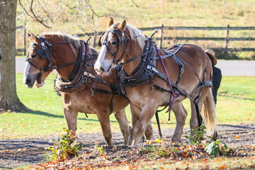 Amish logger with horses and cart hauling trees in the Autumn
