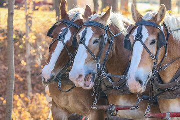 Amish logger with horses and cart hauling trees in the Autumn
