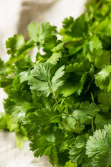 Raw Green Organic Cilantro Bunch