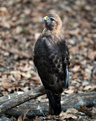 Hawk bird stock photo.  Hawk bird perched on branch with bokeh background.  Hawk bird close-up profile. Hawk picture. Hawik image. Portrait. Photo.