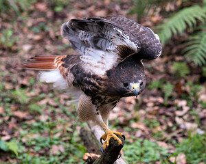 Hawk Bird Stock Photos.  Image. Portrait. Picture. Spread wings. Foliage foreground and background. Beautiful bird.