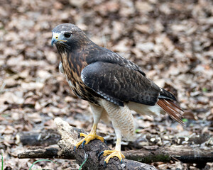 Hawk Bird Stock Photos.  Hawk bird close-up profile view with foliage background and foreground in its environment and habitat. Image. Portrait. Picture.