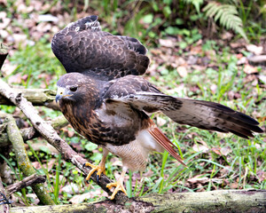 Hawk Bird Stock Photos.  Image. Portrait. Picture. Close-up profile view. Spread wings. Bokeh background.