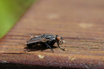 Extreme close-up of common flesh fly