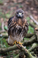 Hawk Bird Stock Photos.  Image. Portrait. Picture. Hawk bird close-up profile view perched with a blur background displaying brown feathers plumage, eye, beak, yellow talons in its environment.