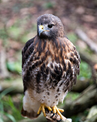 Hawk Bird Stock Photos.  Image. Portrait. Picture. Hawk bird close-up profile view perched with a blur background displaying brown feathers plumage, eye, beak, yellow talons in its  habitat.