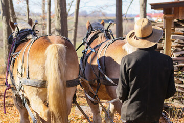 Amish logger with horses and cart hauling trees in the Autumn
