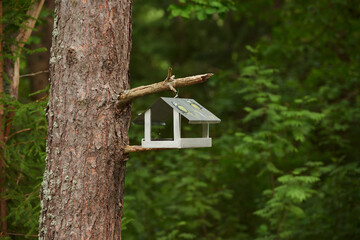 Wooden bird feeder on a pine tree in the forest. Caring for the environment