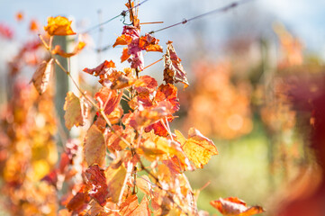 Fall vineyard leaves