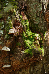 Close Up of a Tree Trunk