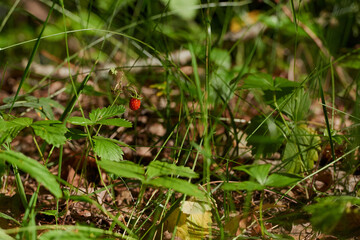 Wild strawberries bush in a summer forest decor - Bush of wild strawberries in their natural environment, on a sunny day of summer, The berry of ripe strawberries in a sunny meadow in the forest.