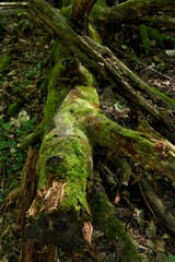 Close Up of a Tree Trunk