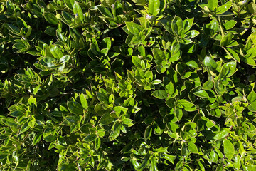 Fototapeta na wymiar a detailed closeup angle view of bright lush garden bush shrubbery vegetation growth covering
