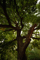 Obraz premium Looking skyward to tree tops