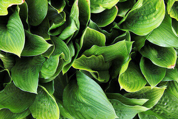 fresh  green hosta plant background