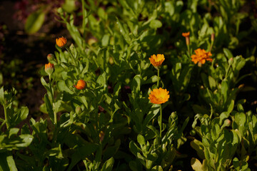 Wild flowers meadow with sky in the background