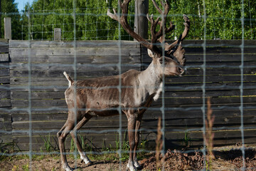 
Whitetail Deer Bucks в летний бархат стоя в отверстие в лесу.